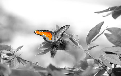 mathieusub-bdkmnux-24-mettre_valeur_element_photo_4